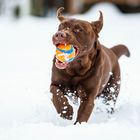 Spaß im Schnee