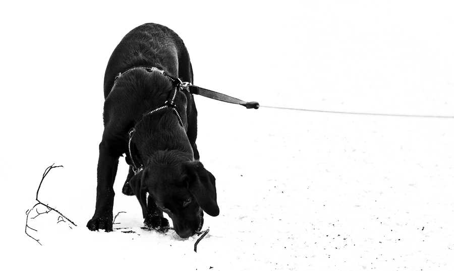 Spaß im Schnee