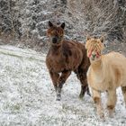 Spaß im Schnee ...