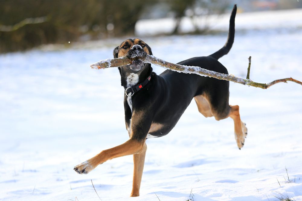 Spaß im Schnee