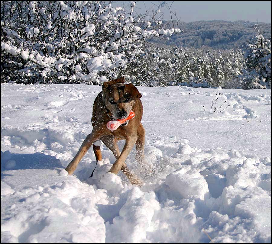 Spass im Schnee...