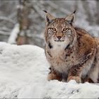 Spaß im Schnee...