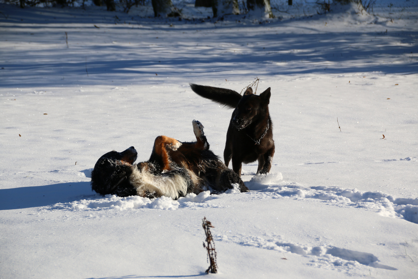 Spaß im Schnee