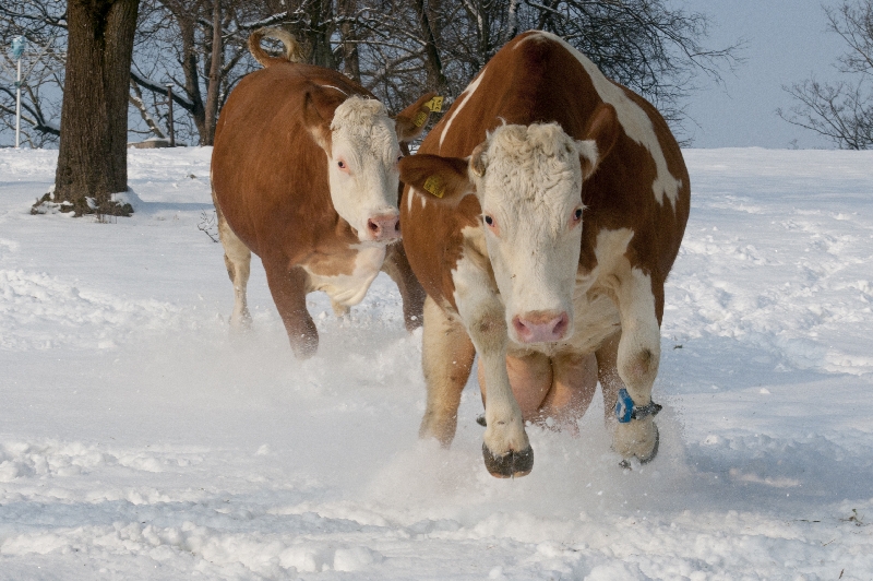 spass im schnee