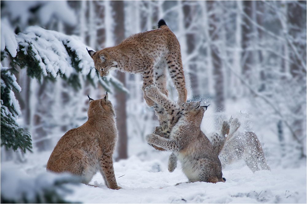 Spass im Schnee