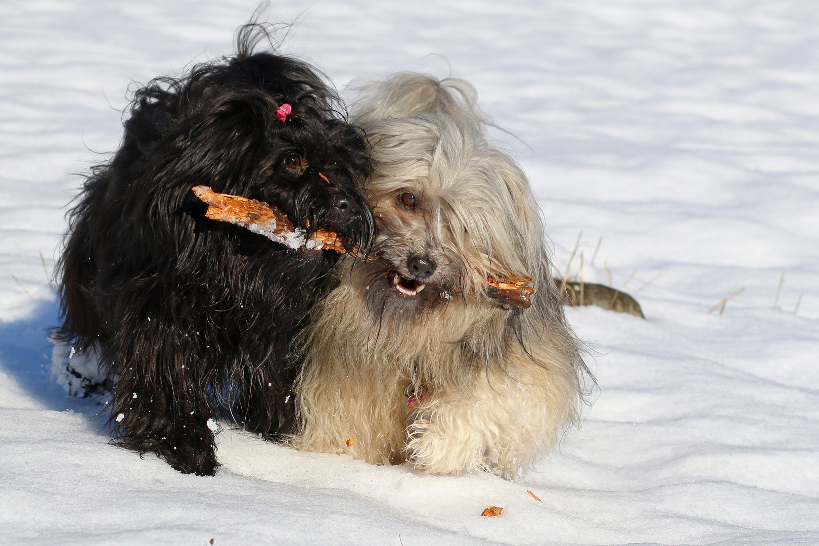 Spass im Schnee