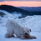 Spaß im Schnee