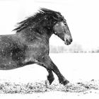 Spaß im Schnee