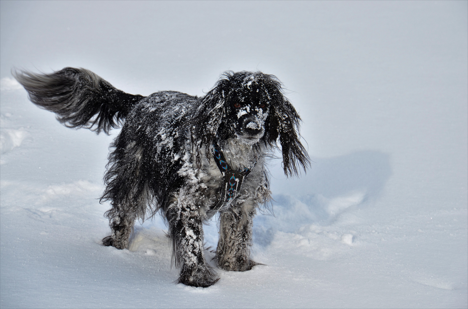 Spass im Schnee