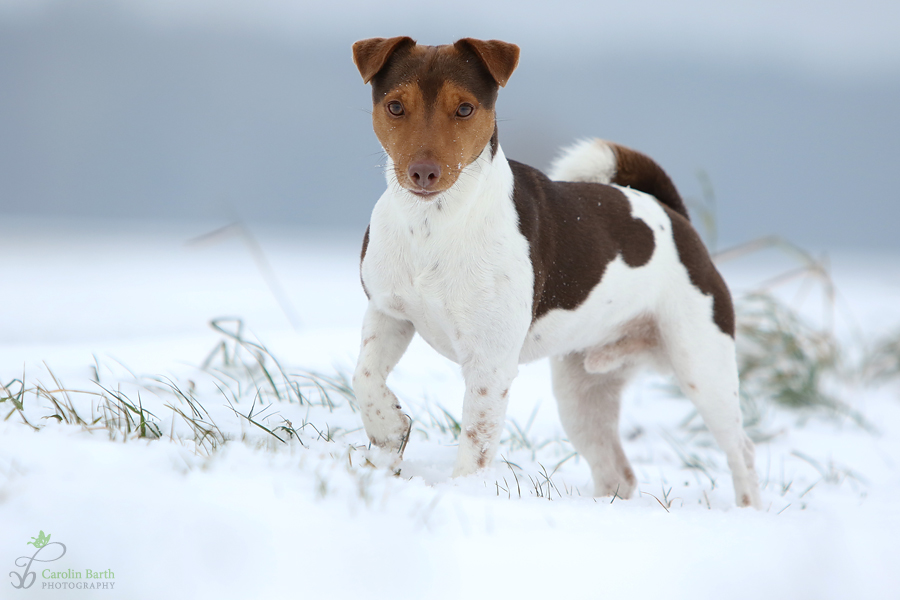 Spaß im Schnee ...