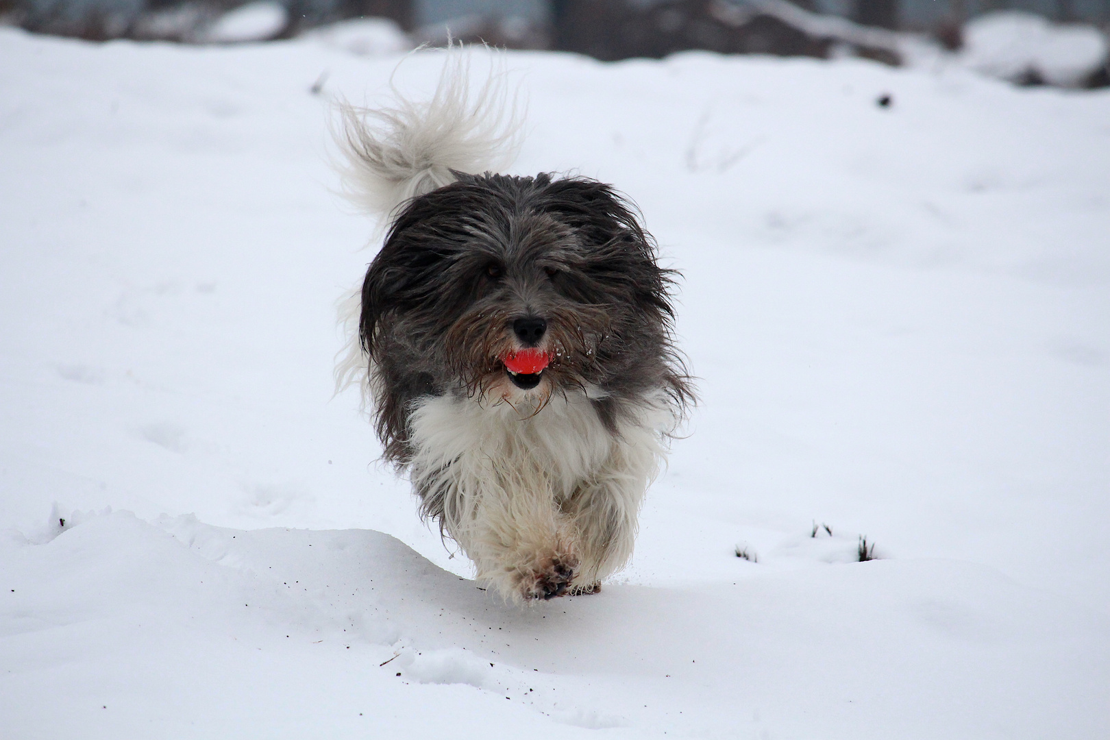 Spass im Schnee