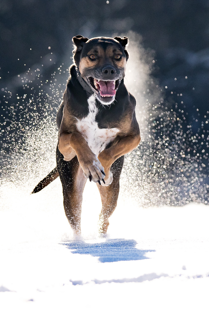 Spaß im Schnee