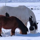 Spass im Schnee... 