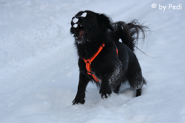 Spaß im Schnee