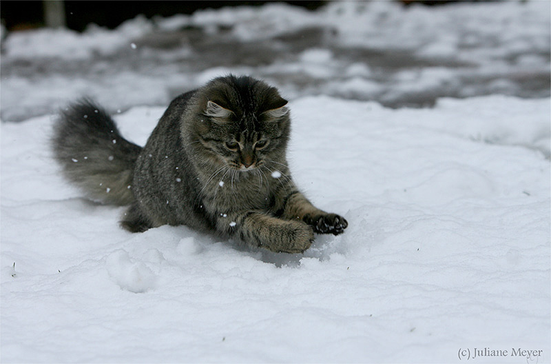 Spass im Schnee