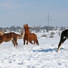 Spaß im Schnee