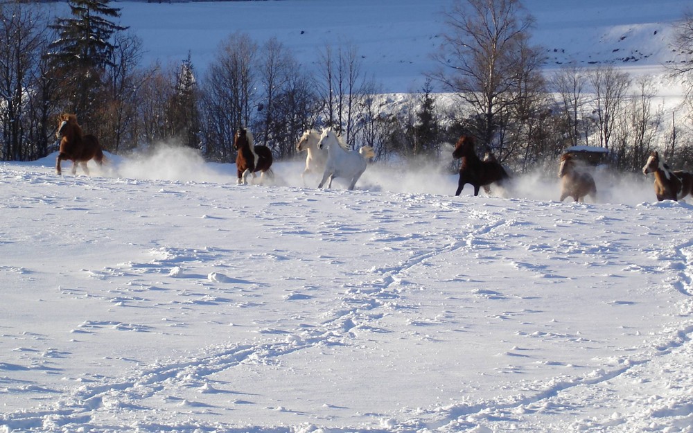 Spass im Schnee