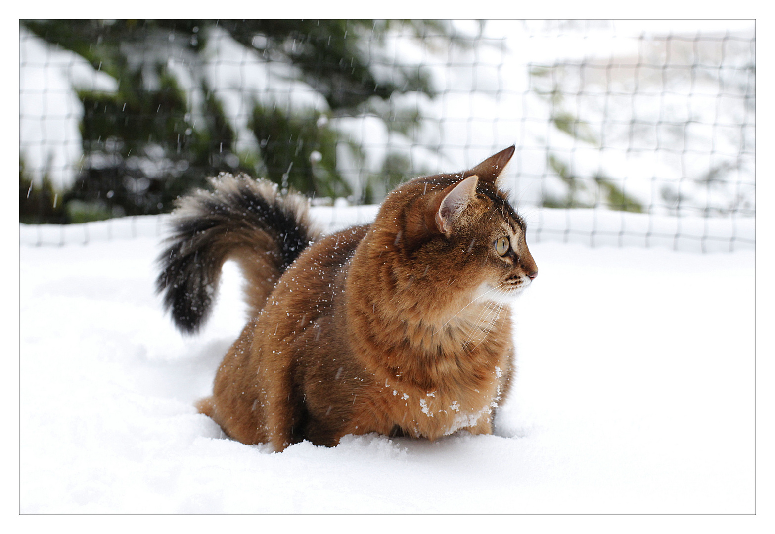 Spaß im Schnee.........