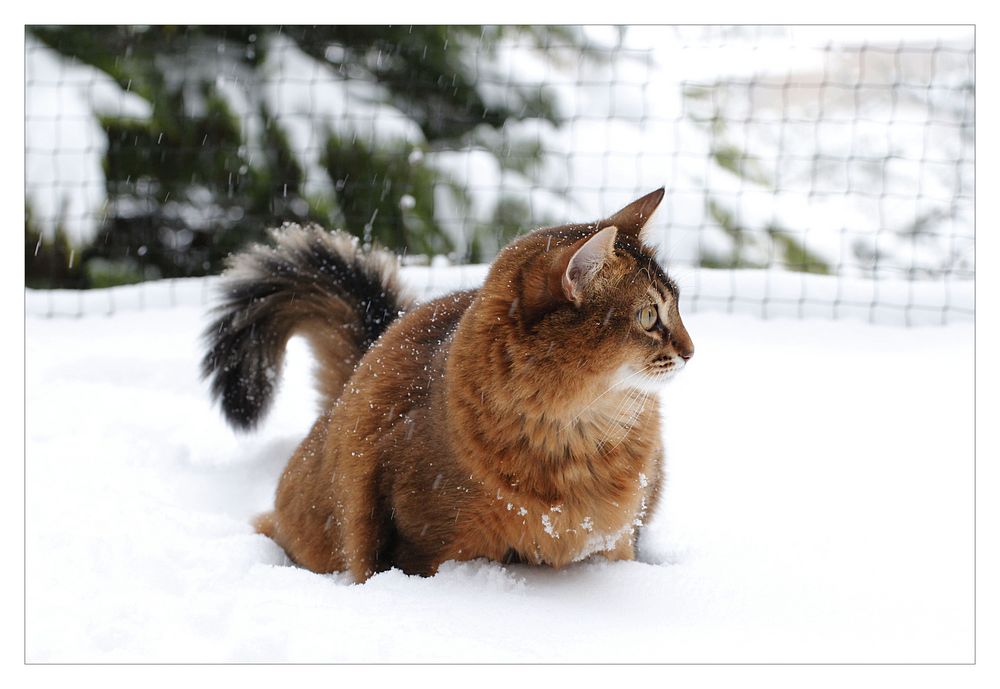 Spaß im Schnee&hellip;&hellip;&hellip; Foto &amp; Bild tiere, haustiere