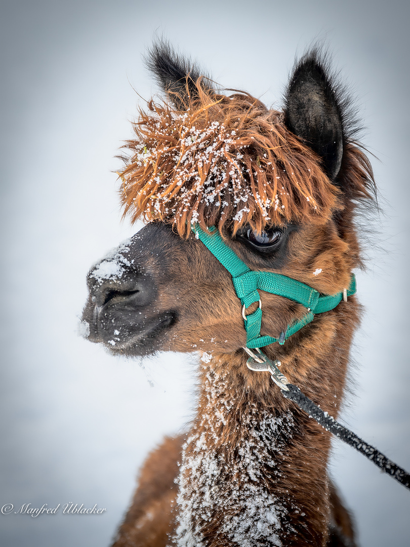 Spass im Schnee ...