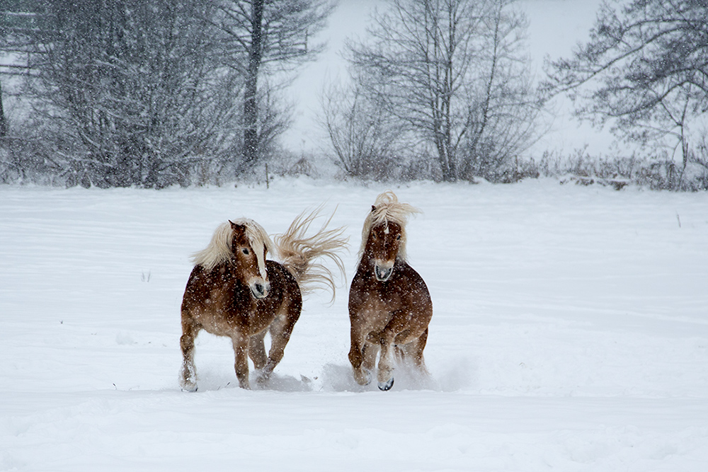 Spass im Schnee