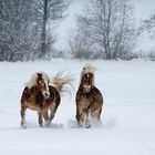 Spass im Schnee