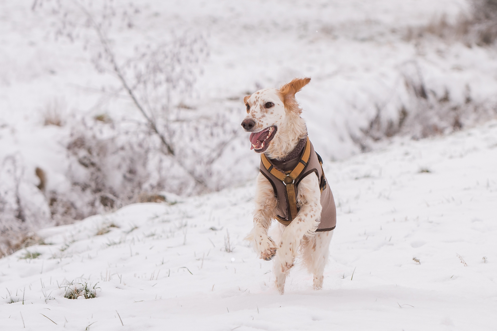 Spaß im Schnee 