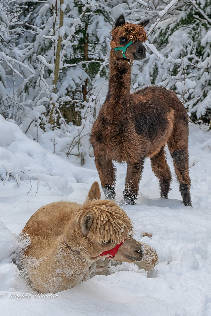 Spass im Schnee ...