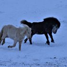 spaß im schnee