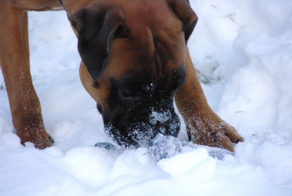 Spaß im Schnee