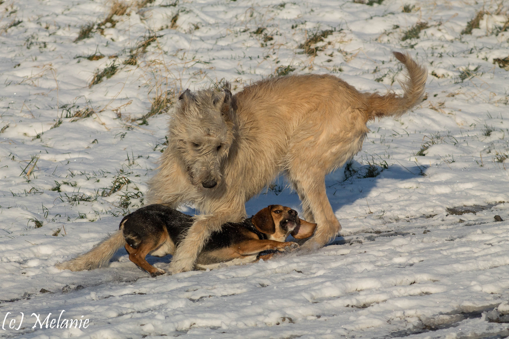 Spaß im Schnee