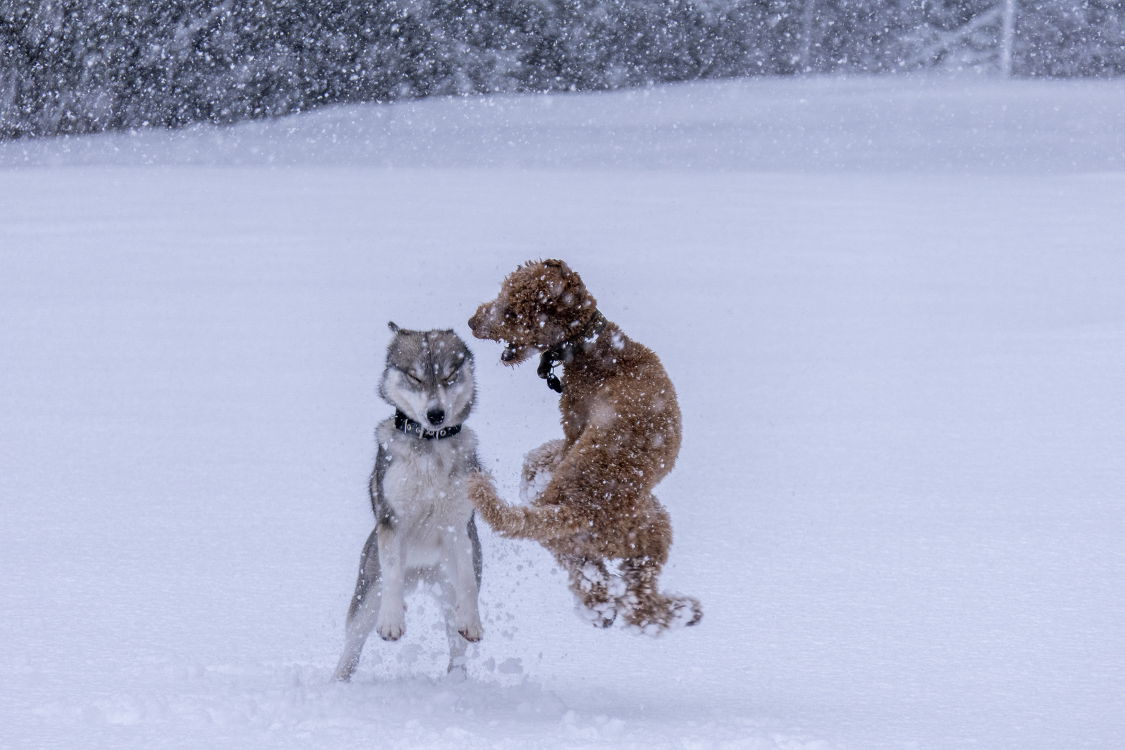 Spaß im Schnee