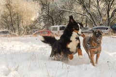 Spass im Schnee... zu zweit macht es mehr Spass