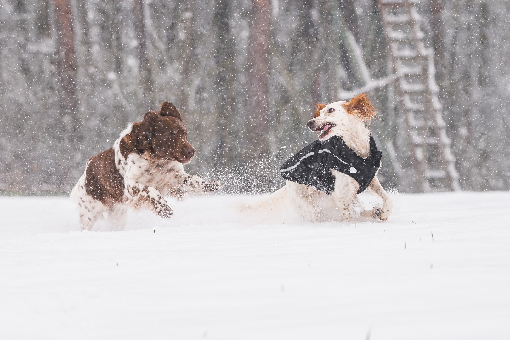 Spaß im Schneetreiben