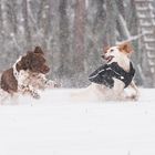 Spaß im Schneetreiben