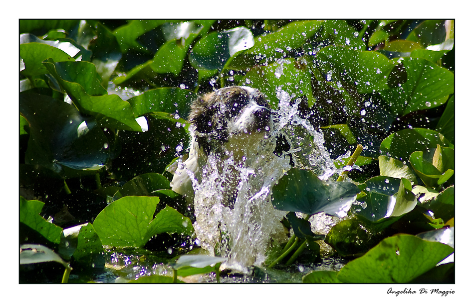 Spaß im Teich