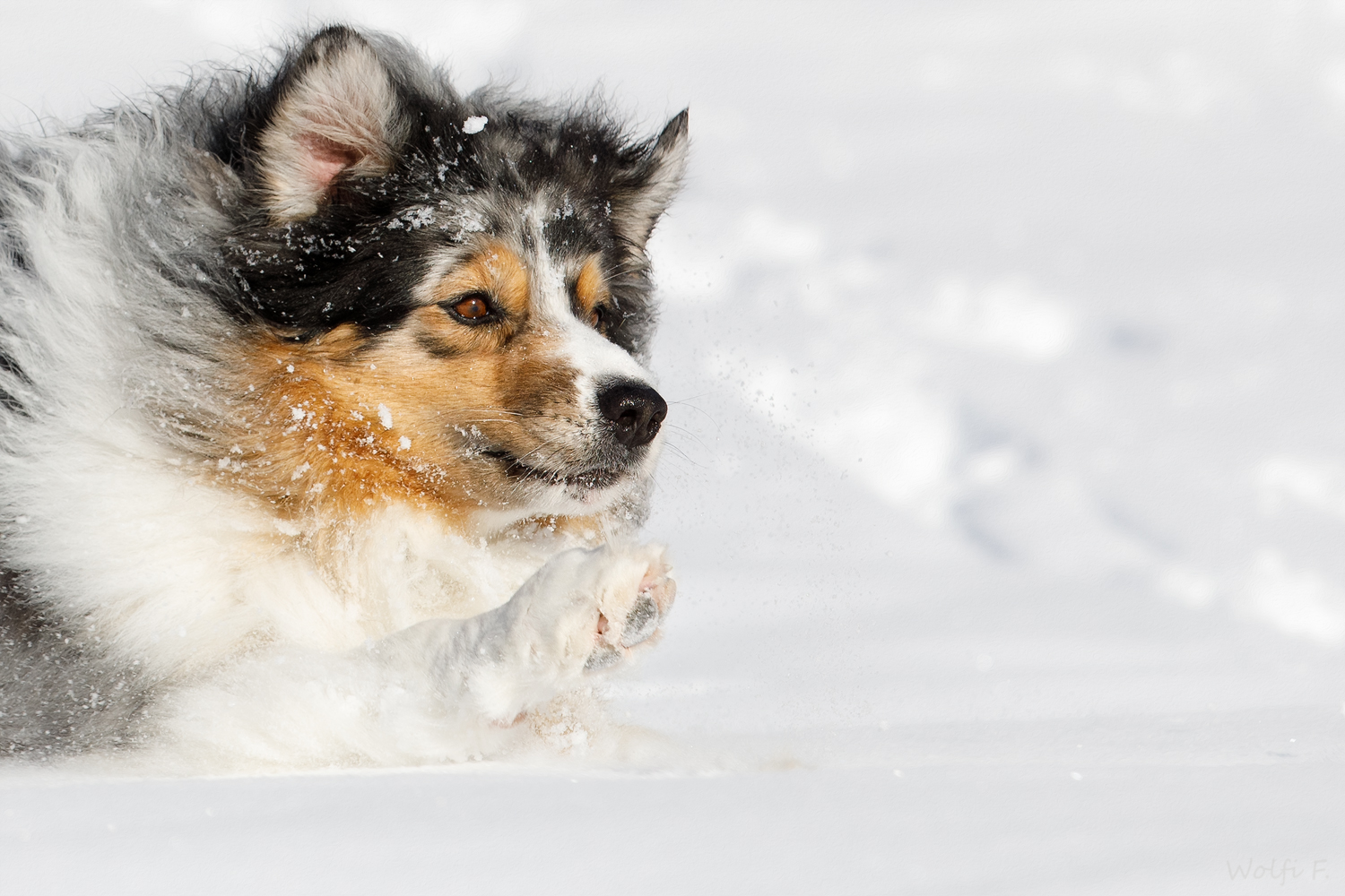 Spaß im Tiefschnee