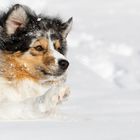 Spaß im Tiefschnee