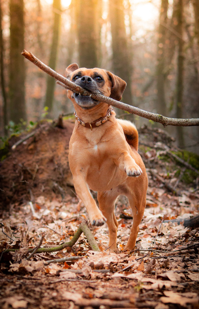 Spaß im Wald