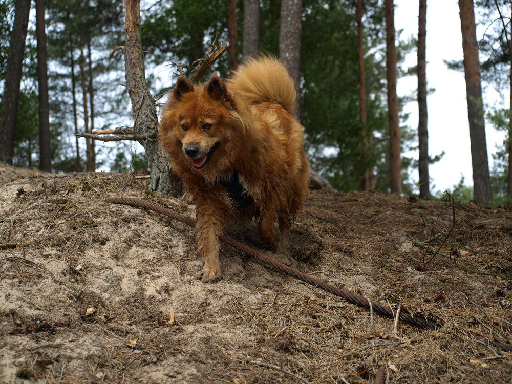 Spass im Wald