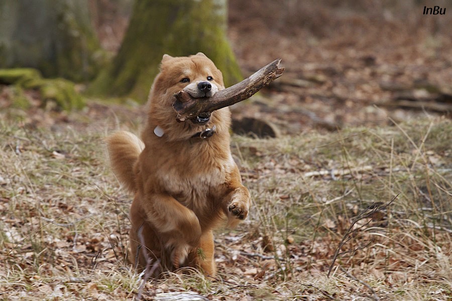 Spaß im Wald