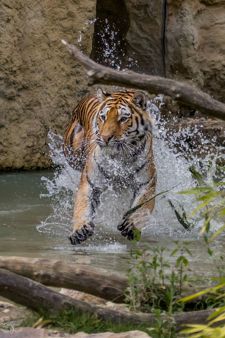 Spaß im Wasser