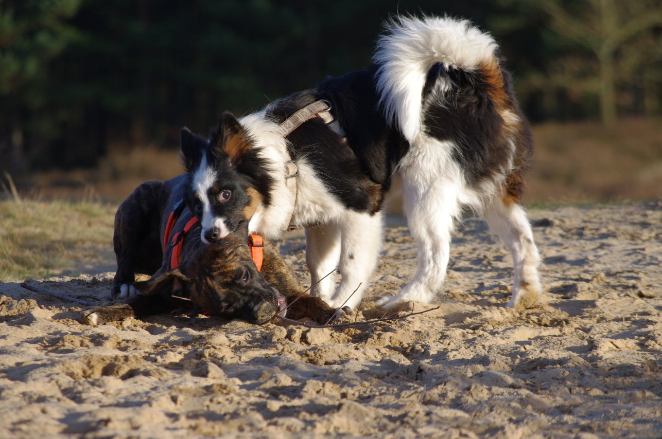 Spass in der Heide