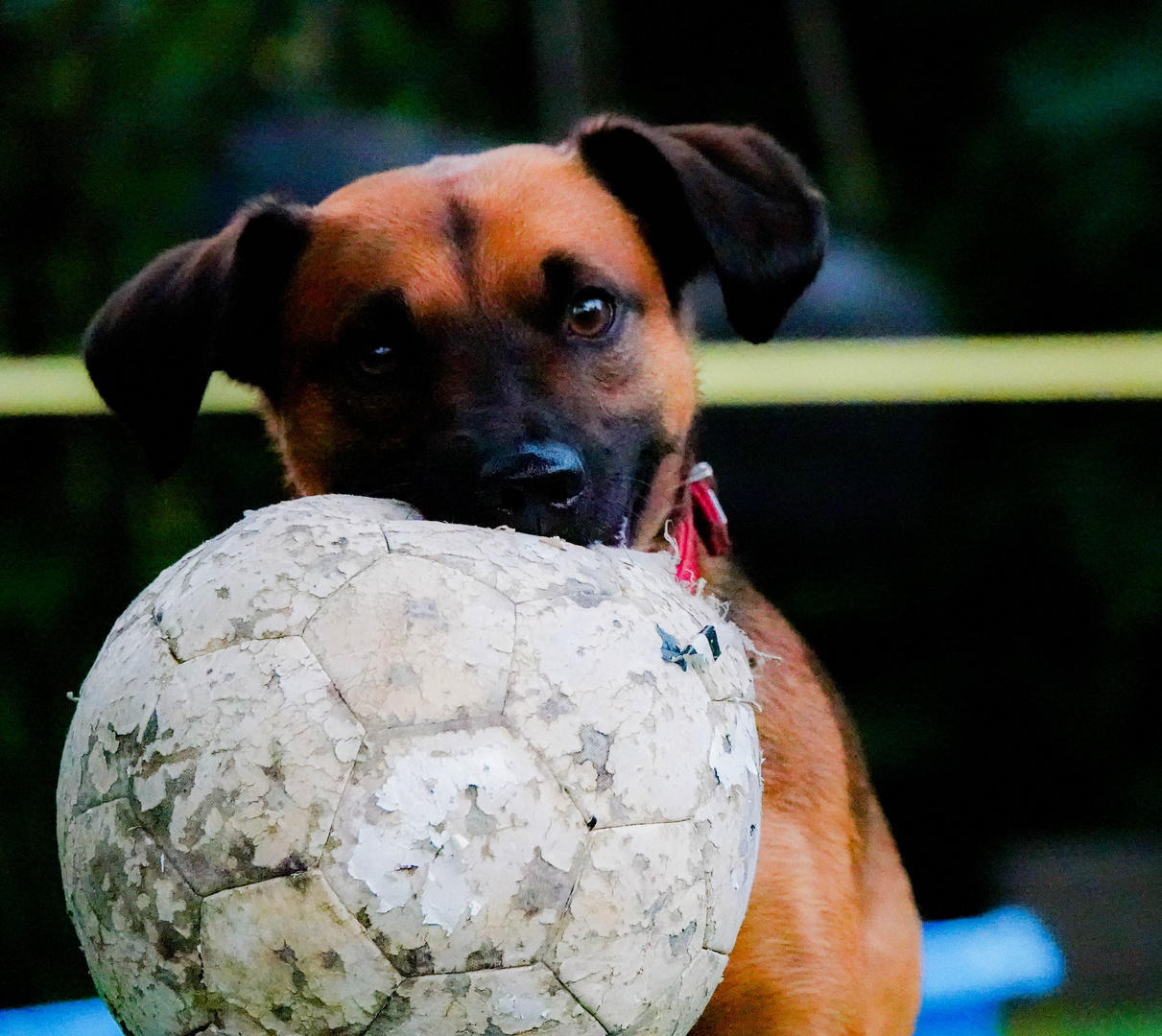 Spaß mit dem Ball