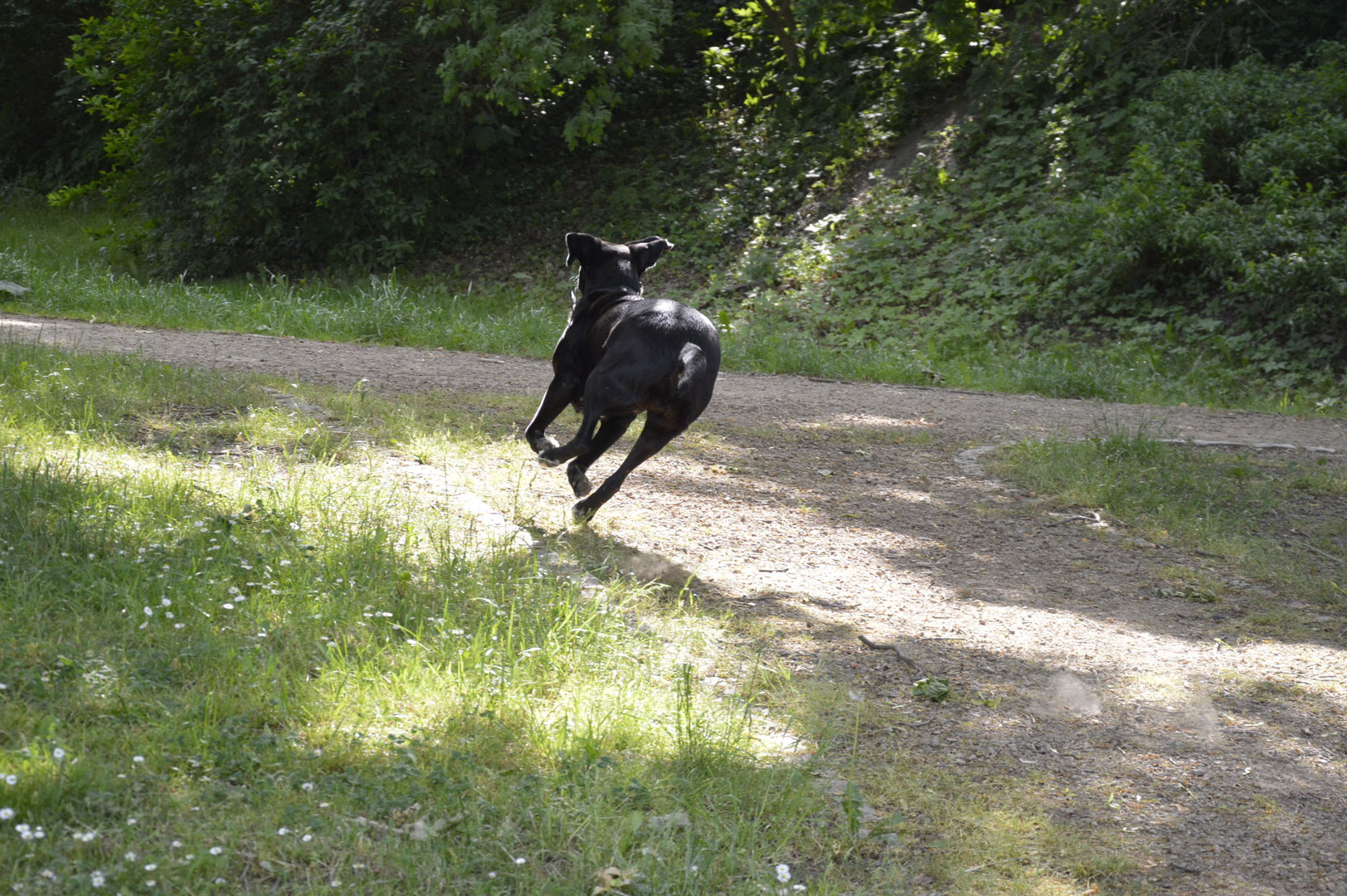 Spaß mit Hund Honey