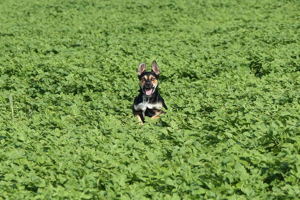 Spaß mit Hund im Feld #1