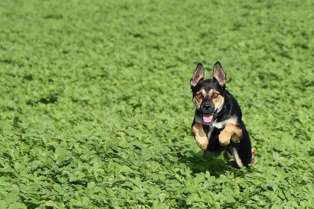 Spaß mit Hund im Feld #2