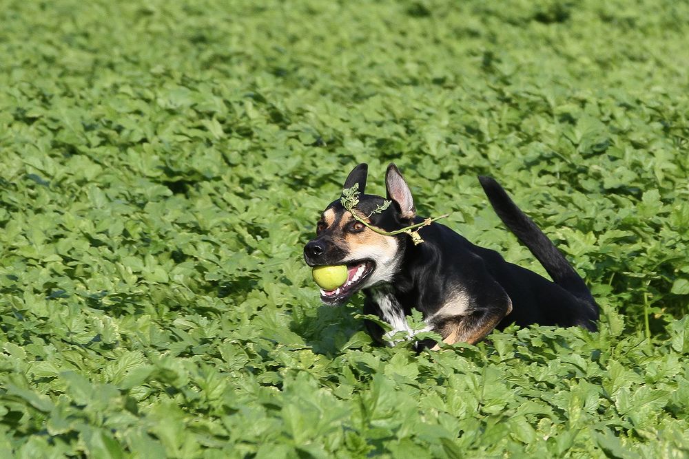 Spaß mit Hund im Feld #3