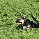 Spaß mit Hund im Feld #3