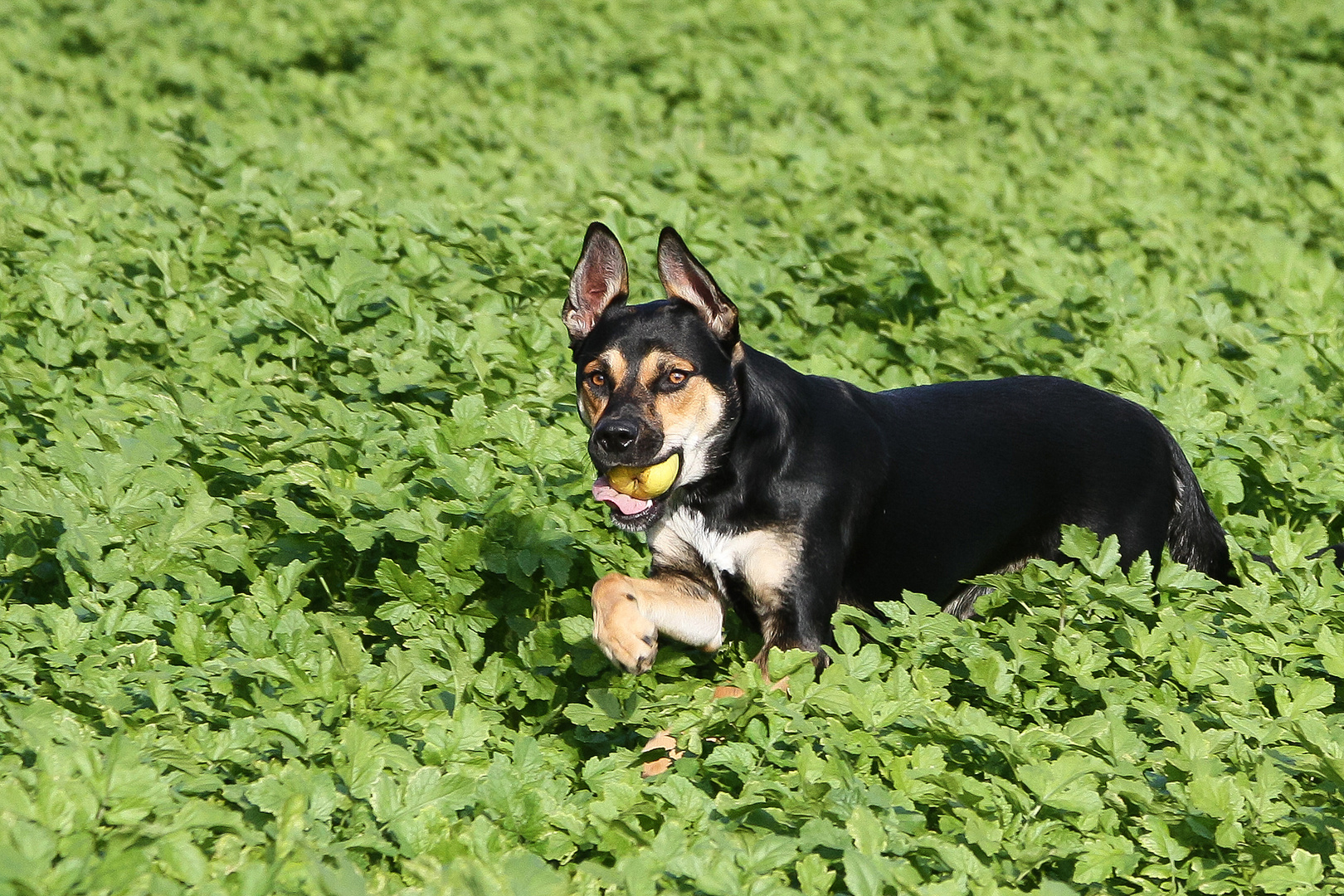 Spaß mit Hund im Feld #4